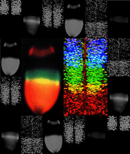 Figure 1: Cell patterning in Drosophila and chick...